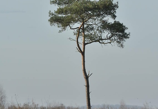 venner moor nov 2014-054 20151211 1931815900