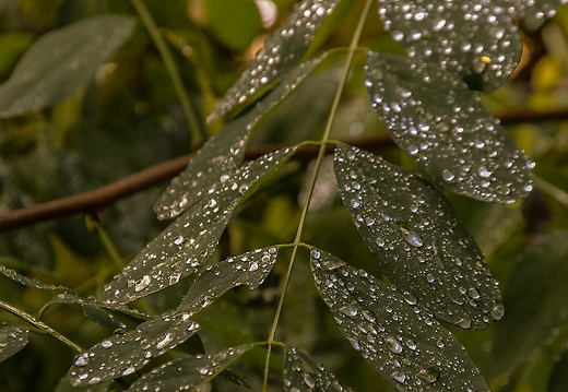dsc 2172 20151206 1445250264
