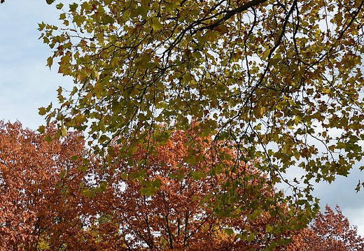 dsc 2248 20151206 1232031978