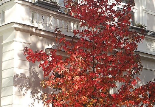 herbstfarben osnabrueck pkt 2015-096 20160307 1161041653