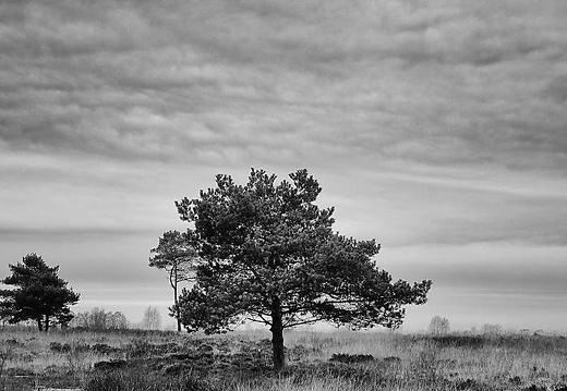 annette-venner moor 01 20160220 1829906368