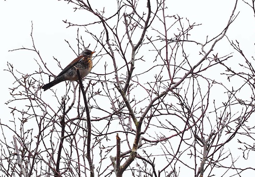 vennermoor jan 2016-056 20160307 1152102860