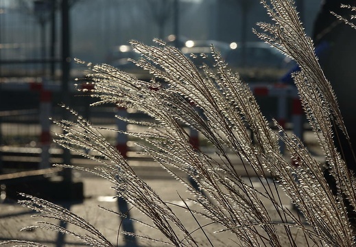 dsc00301 20170312 2043153669