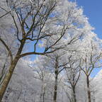 img 2508 20210215 1905886210