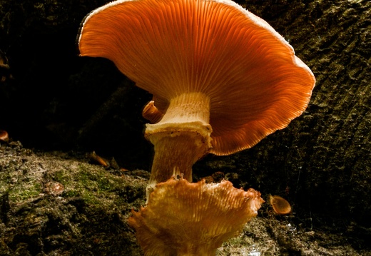  dsc3487 20221114 1165804700