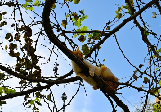  dsc3715 20221127 1310492380
