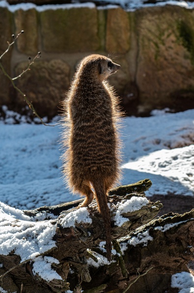 Tier Portrait * Zoo Osnabrück - Mohamed _dsc4023_20230306_1192567871.jpg