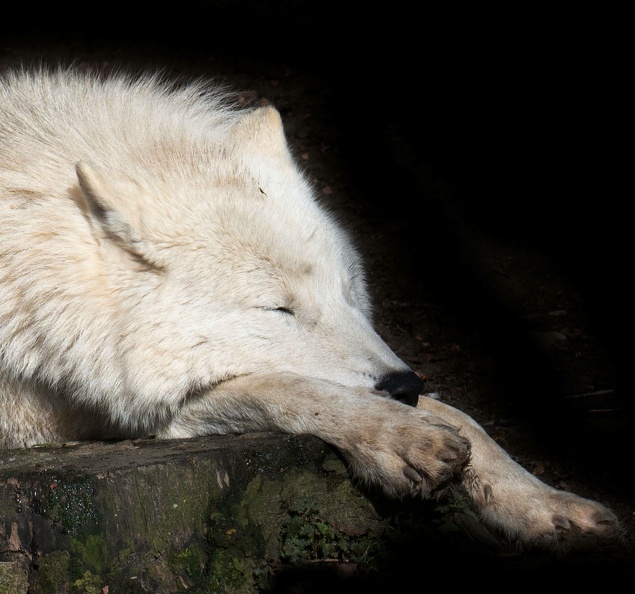 Tier Portrait * Zoo Osnabrück - Mohamed _dsc4070_kopie_2_20230306_1823704742.jpg