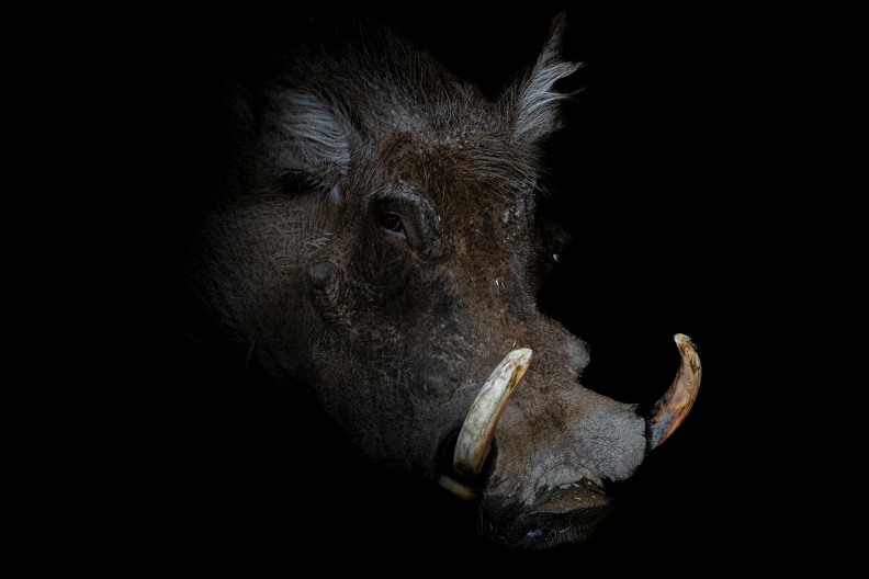 warzenschwein 01-sharpenai-focus kopie 20230228 1254271058 - warzenschwein_01-sharpenai-focus_kopie_20230228_1254271058.jpg warzenschwein_01-sharpenai-focus_kopie_20230228_1254271058.jpg