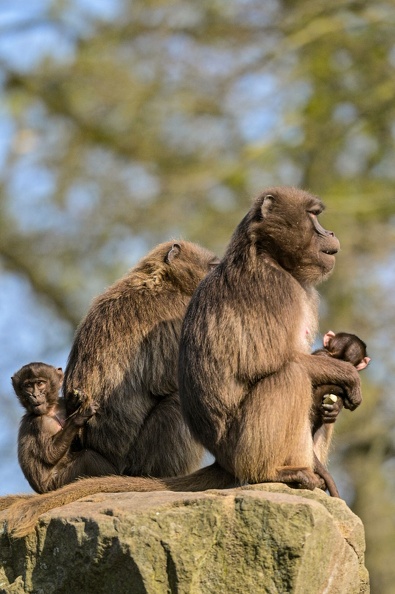 23.04.23 * Tierische Momente * Zoo Rheine * Mohamed _dsc4307_20230505_1406304852.jpg