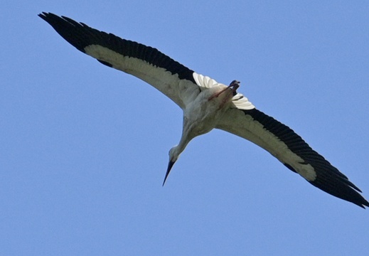  dsc4351 20230505 1748020627
