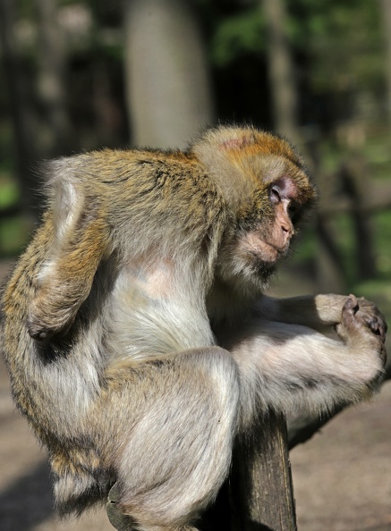230423 - tierische Momente - Zoo Rheine - Sabine img_4080_20230430_1928926019.jpg