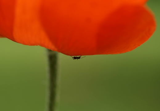 img 4557 20230629 1892944456