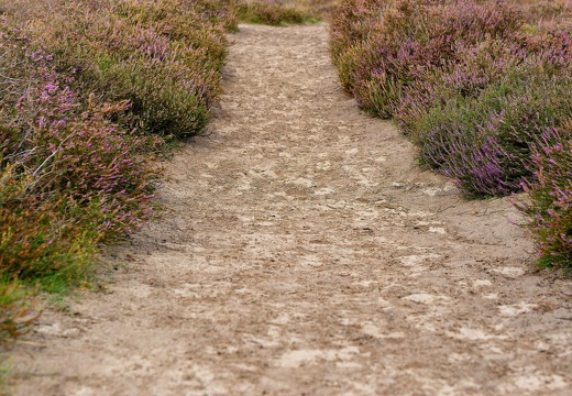 img 2234-cr2 dxo deepprime-sharpenai-focus 20230905 1266933540