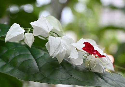 dsc 1121-wiederhergestellt 20240128 1926080193