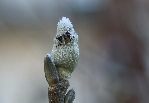winterbilder 6 20160214 1458971970