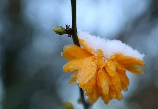 winterbilder 8 20160214 1757696686