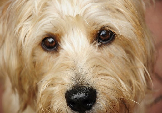 buddy 31082014 16-20 20151211 1428466503