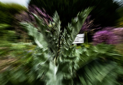 dsc 2809 20160621 1540865134
