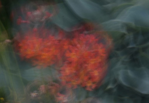 dsc 2904 20160621 1897496536