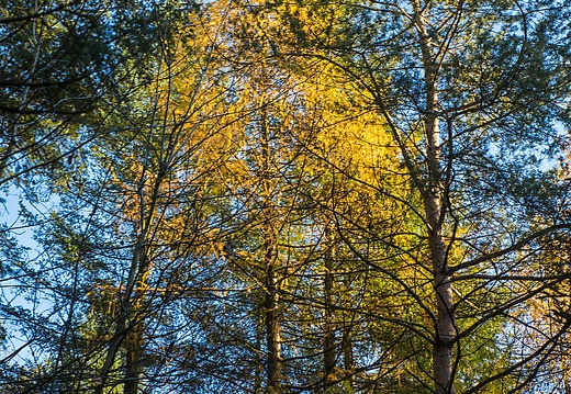 img 0045 20181125 1927807036