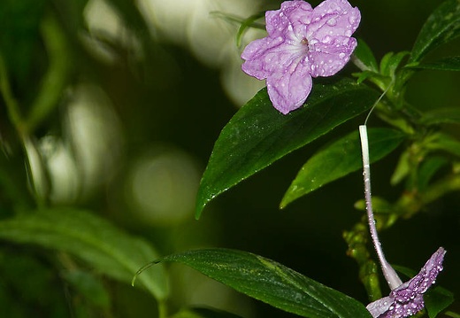  mg 1127 20151023 1952685962