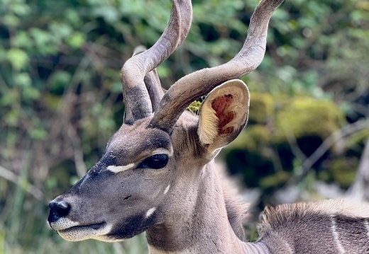 240922 Zoo Osnabrück