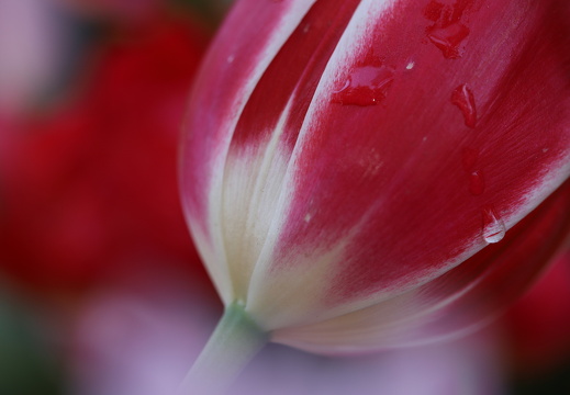 250424 Den Haag - Tulpen
