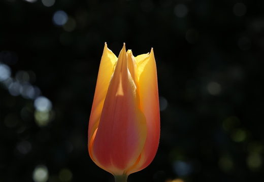 1B3A9616