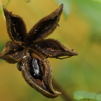 250921 Botanischer Garten - Vergangenes