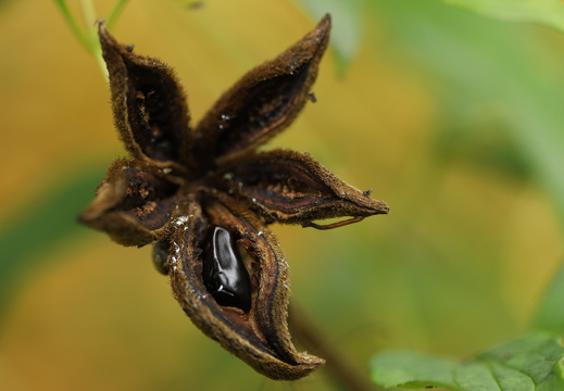 250921 Botanischer Garten - Vergangenes