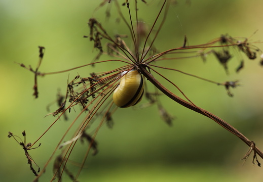 250921 Botanischer Garten - Vergangenes