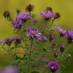 DSC01578a