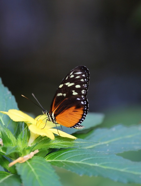 IMG_7431.JPG