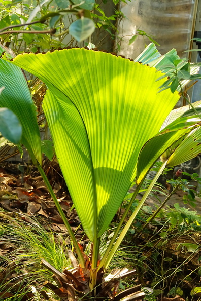 DSC04110a.jpg