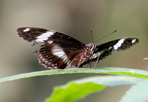 1B3A7058 DxO