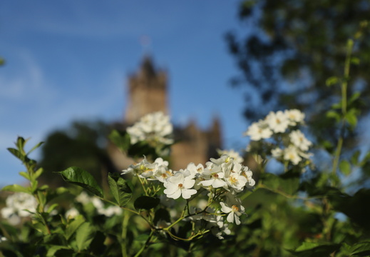 260528 Mosel Lieblingsdetail - Sabine
