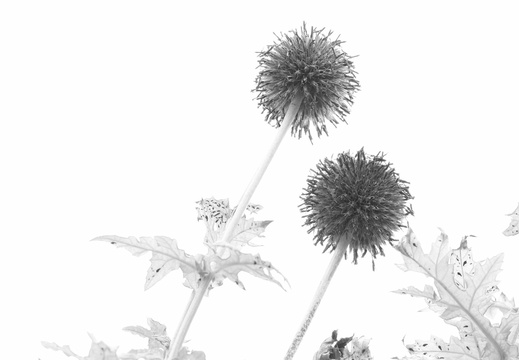 260830 High Key - Sabine